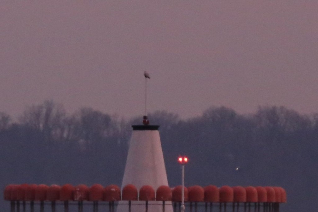 Snowy owl at Reagan National Airport