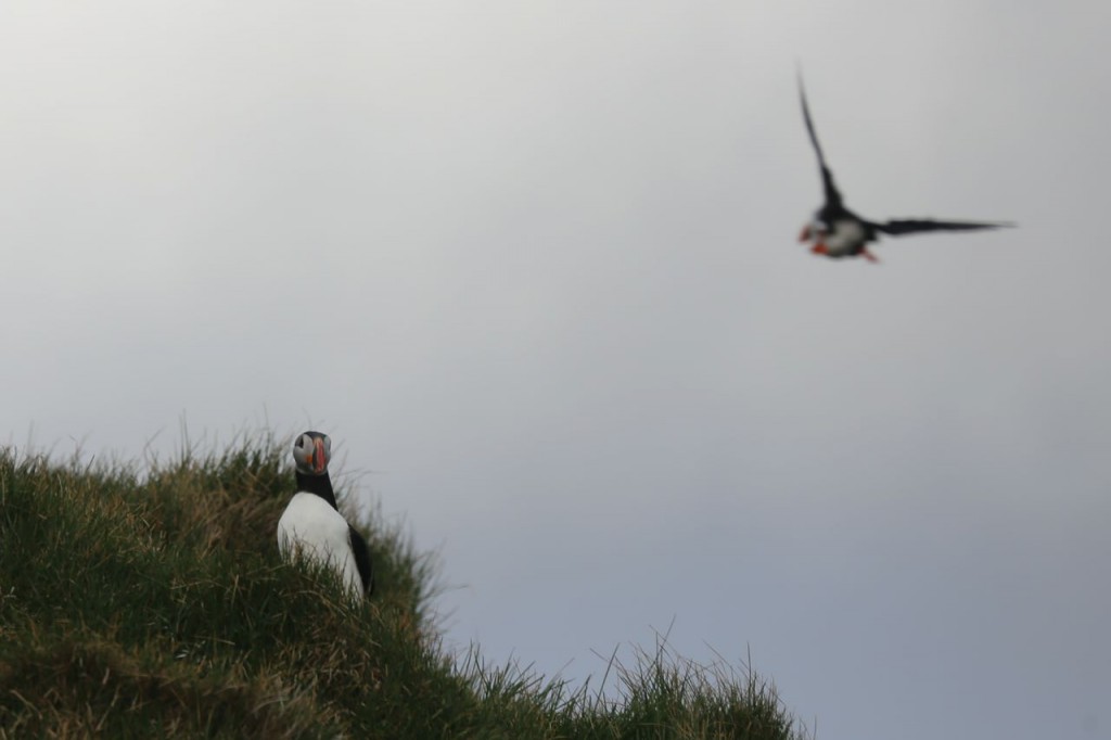 Puffins