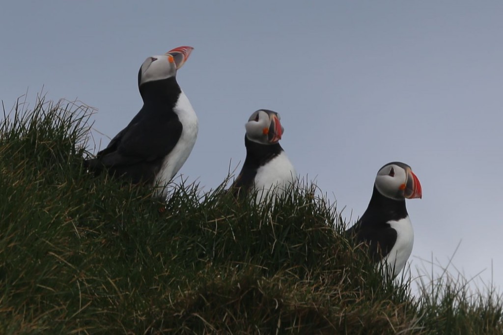 Three puffins