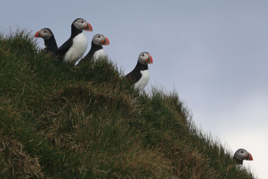 Five puffins