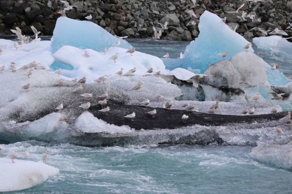 Birds on Icebergs