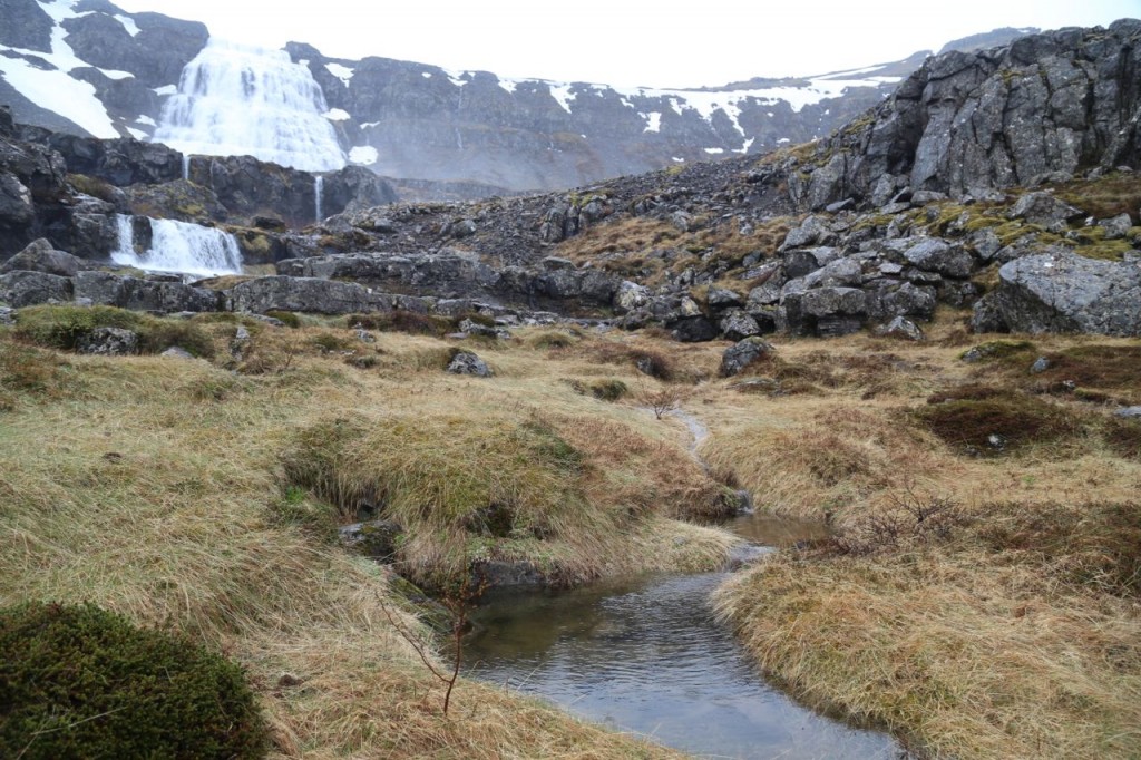 Grassy stream from Dynjandi