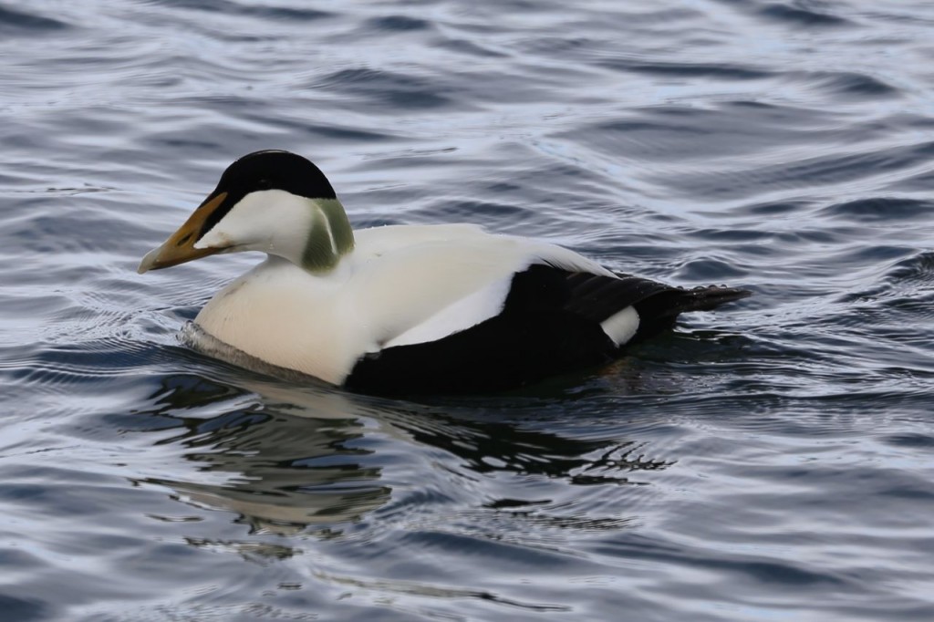 Eider