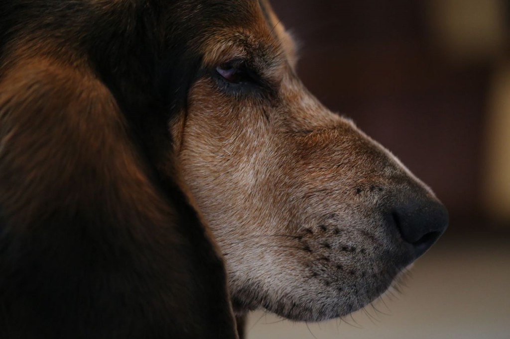 Ferdinand in profile