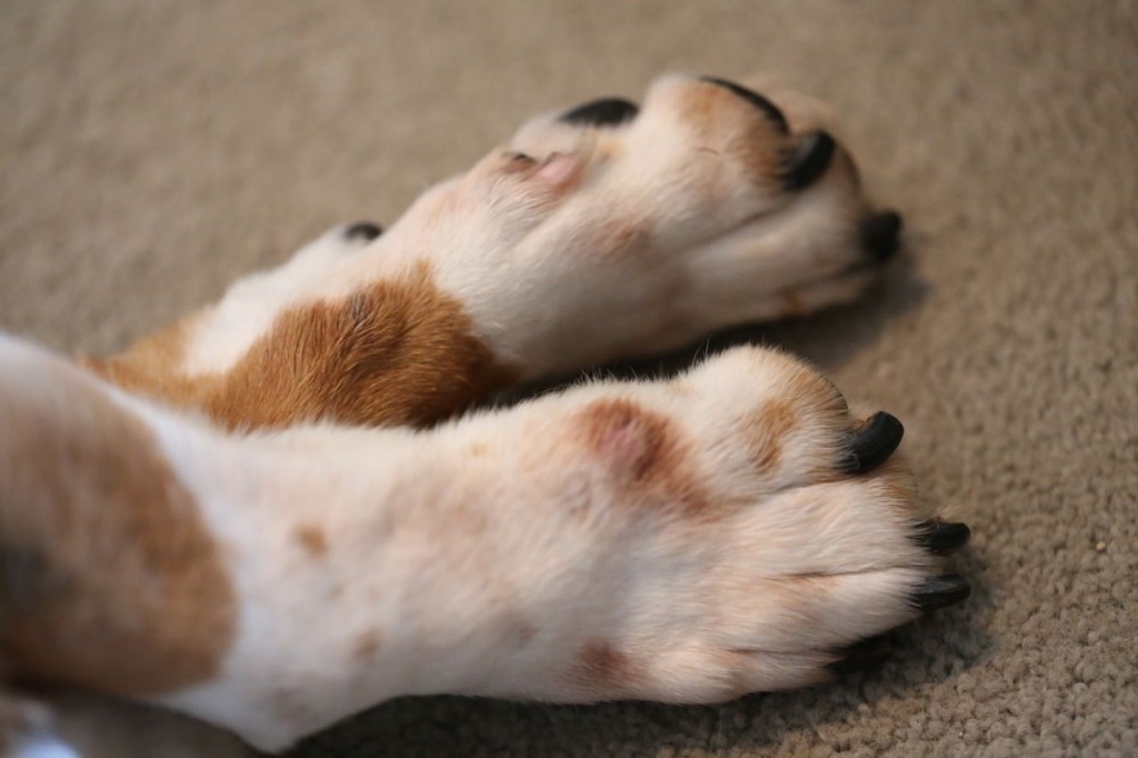 Ferdinand's paws (not technically his face)