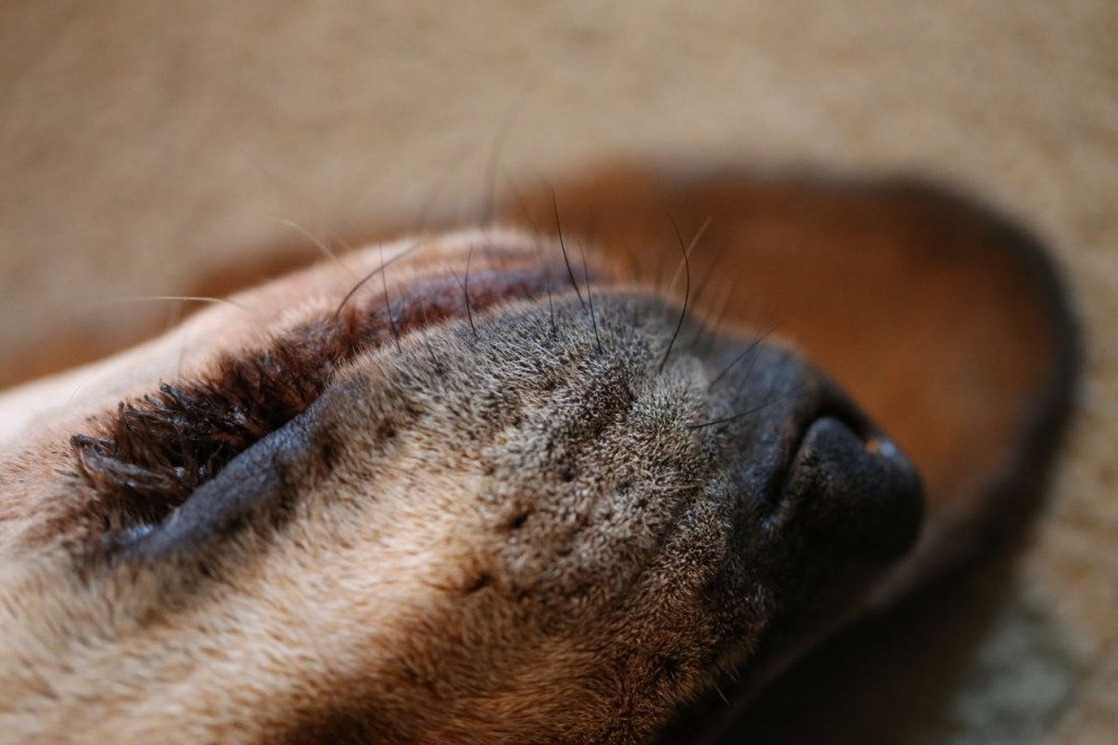 Ferdinand's snout