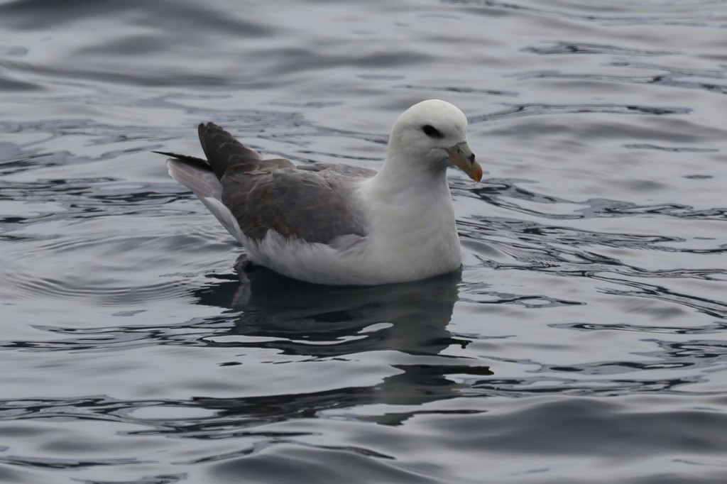 Fulmar