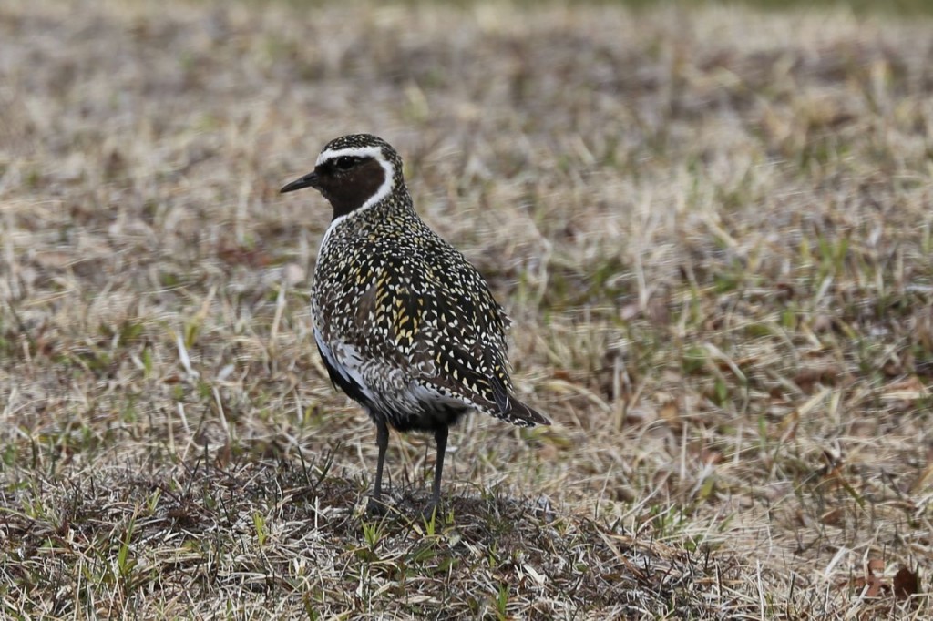 Golden Plover