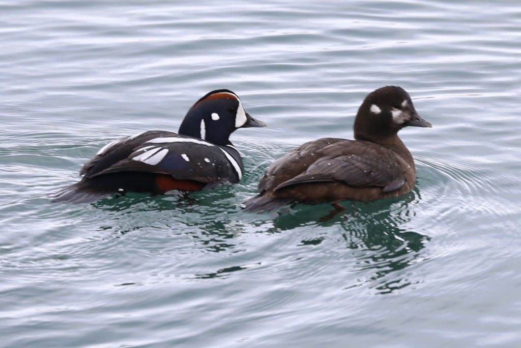 Harlequin Ducks