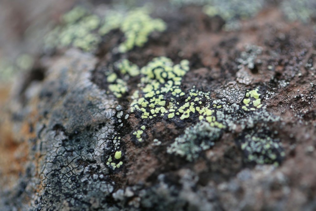 Lime green Lichen