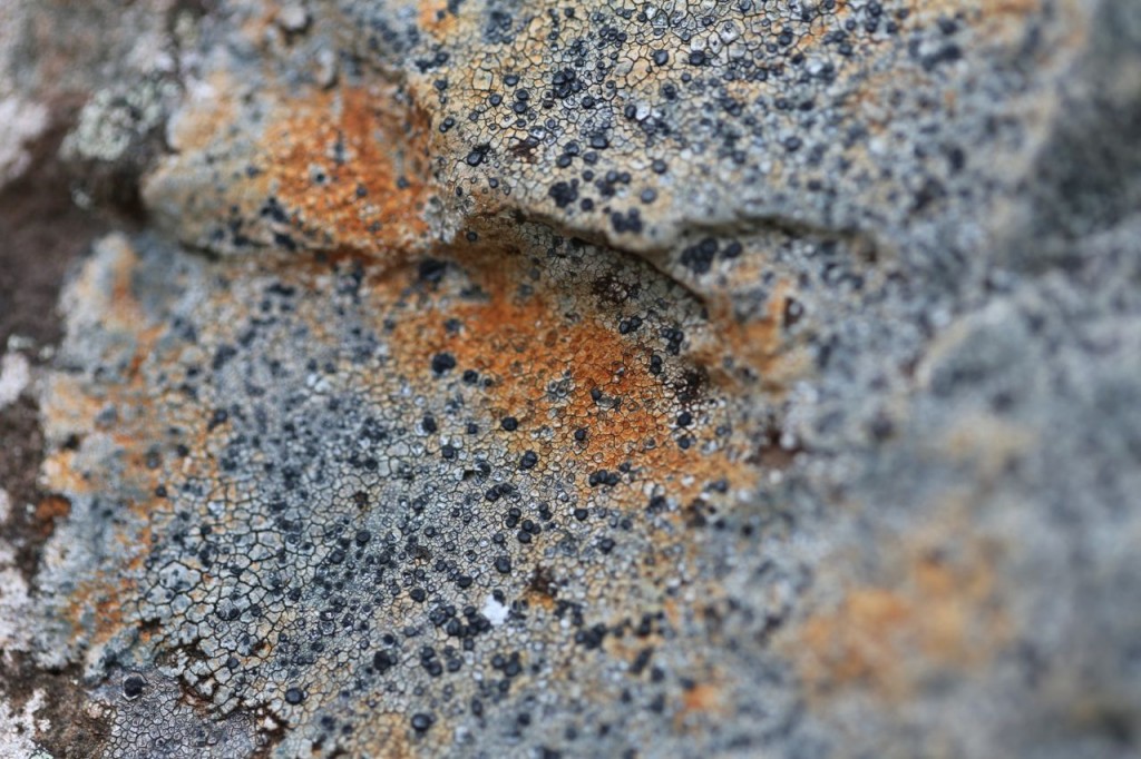 Orange and black Lichen