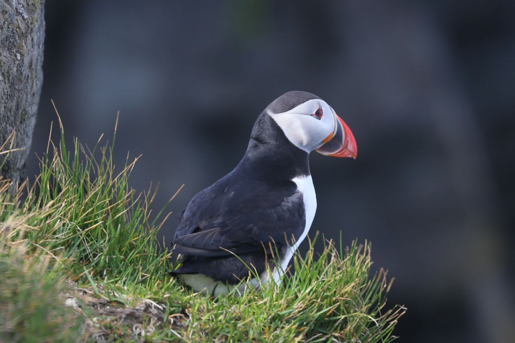 Puffin