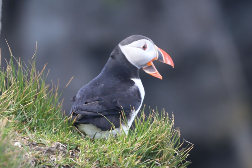 Puffin