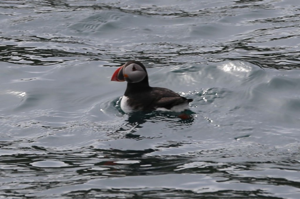 Puffin