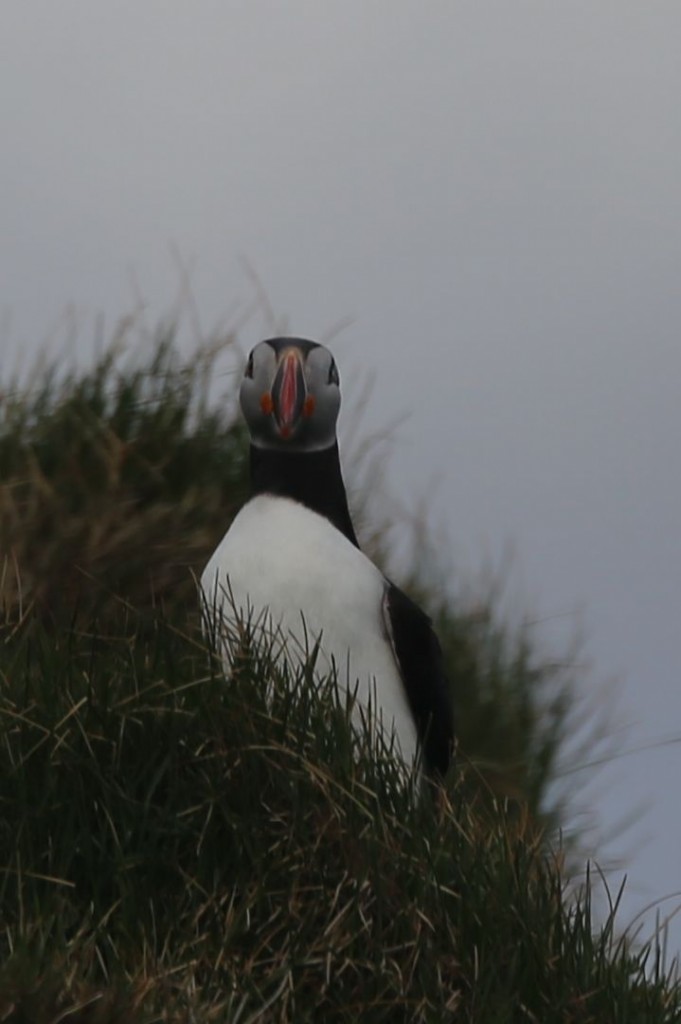 Puffin