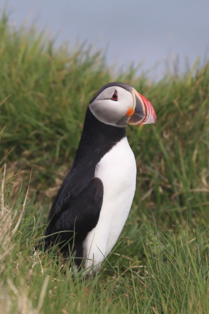 Puffin