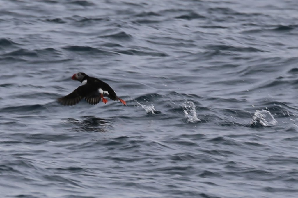 Puffin taking off