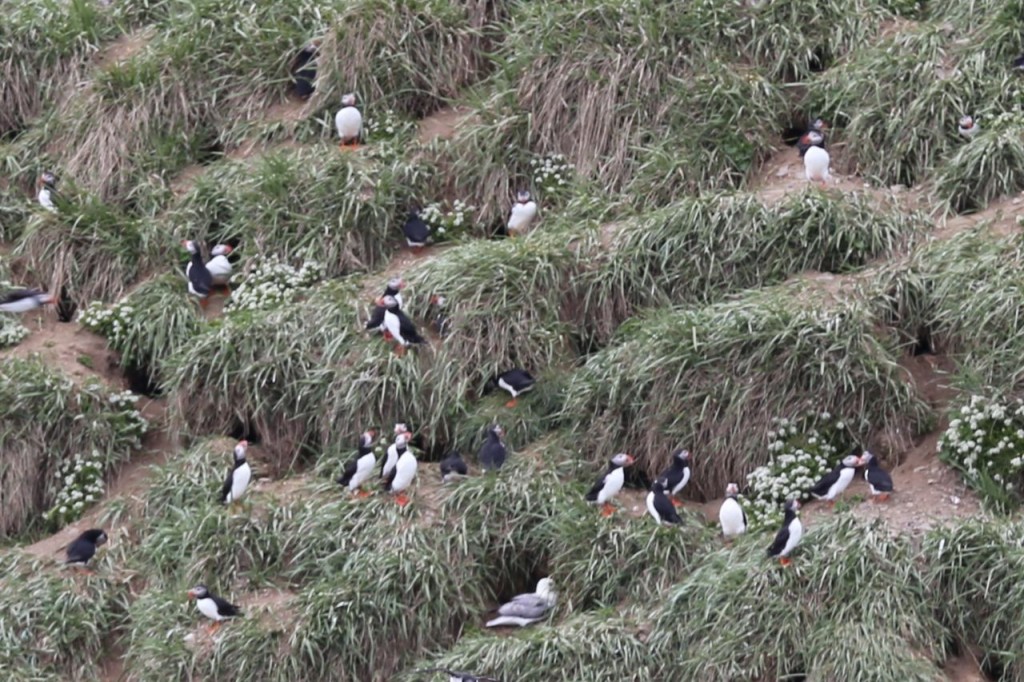 Puffins on island