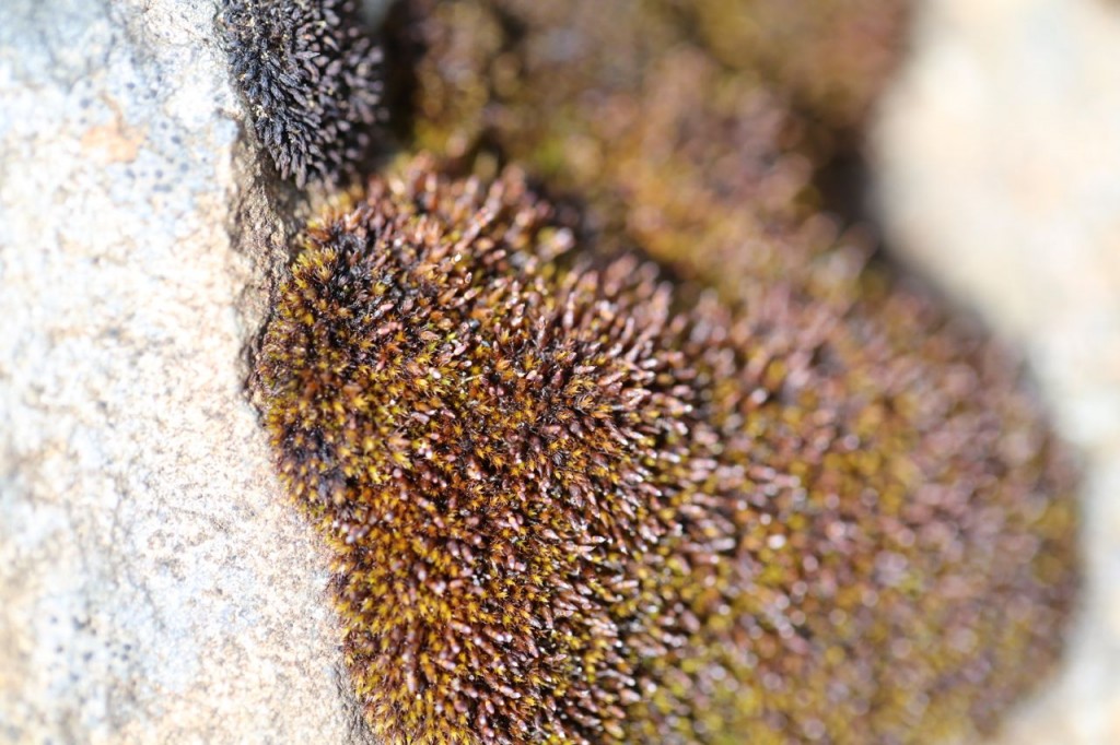 Red and Purple Moss near Skogafoss