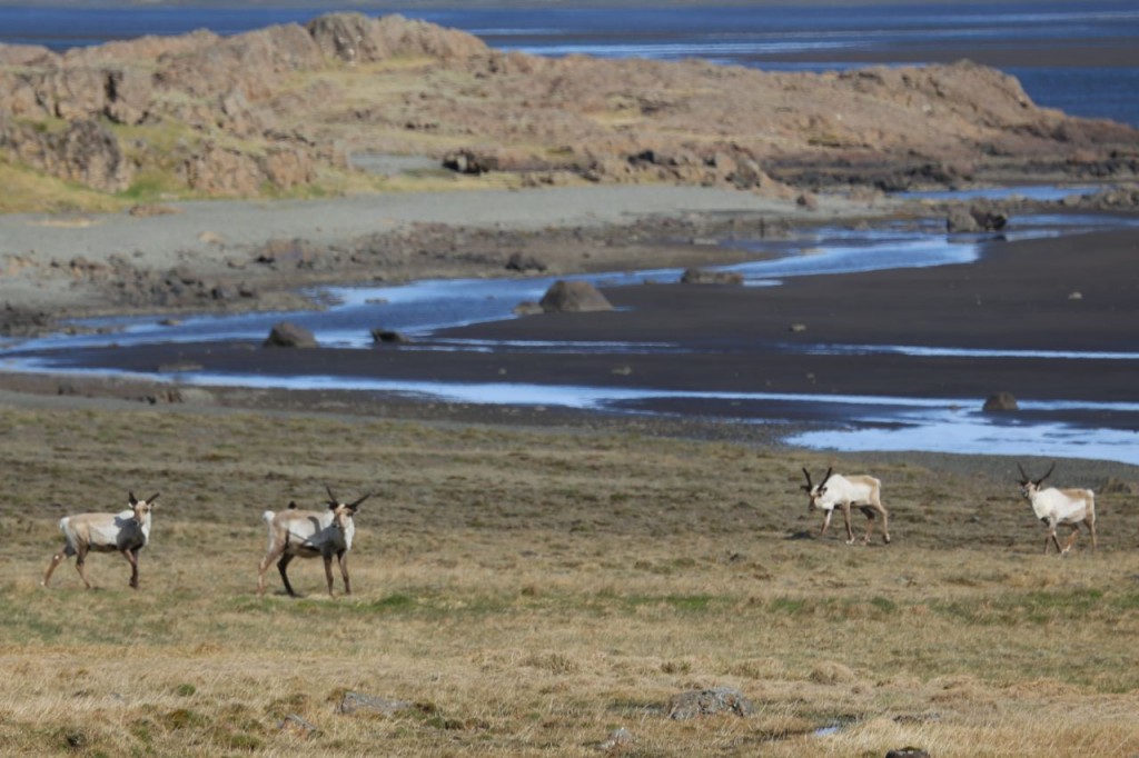 Reindeer