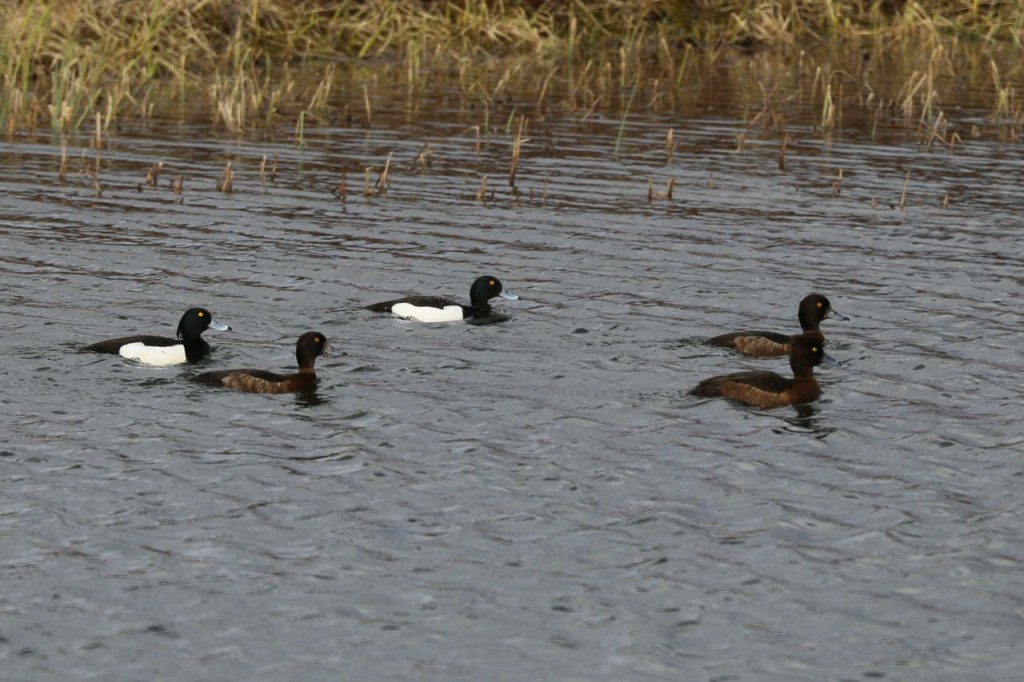 Scaups