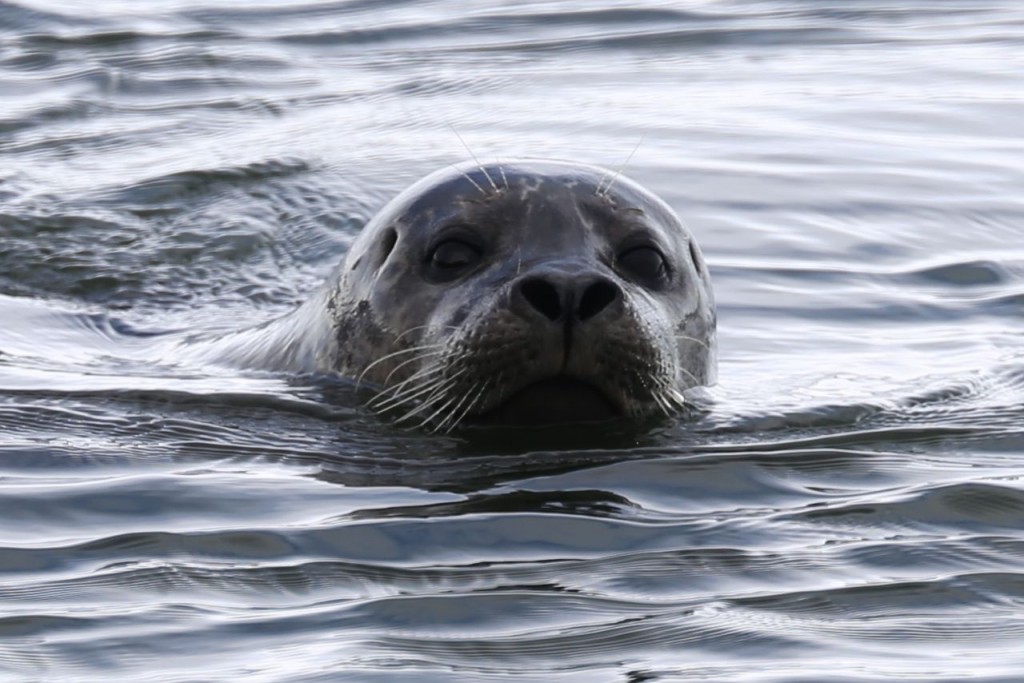 Seal