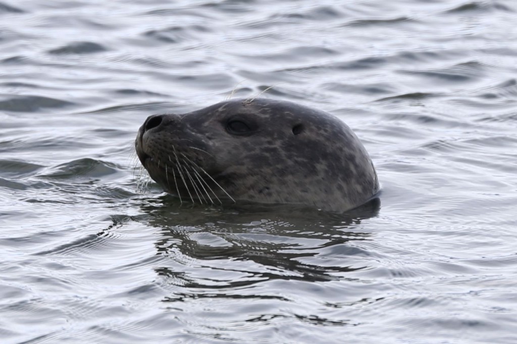 Seal