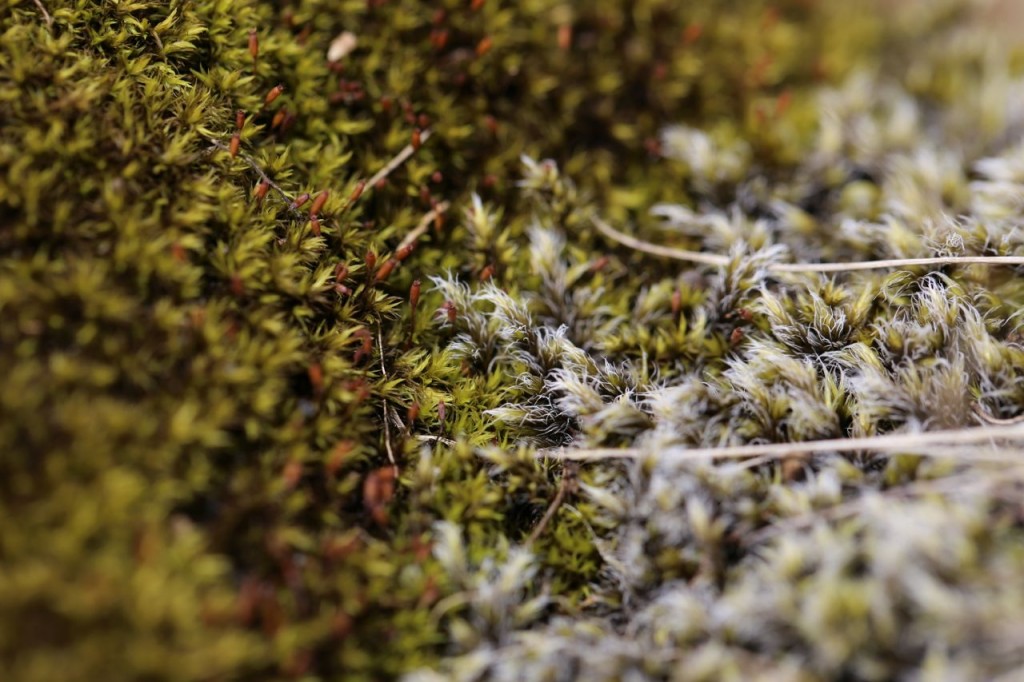 Moss near Skogafoss