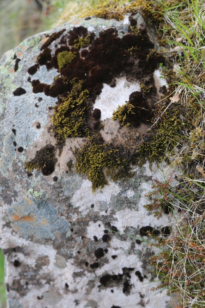 Moss near Svartifoss