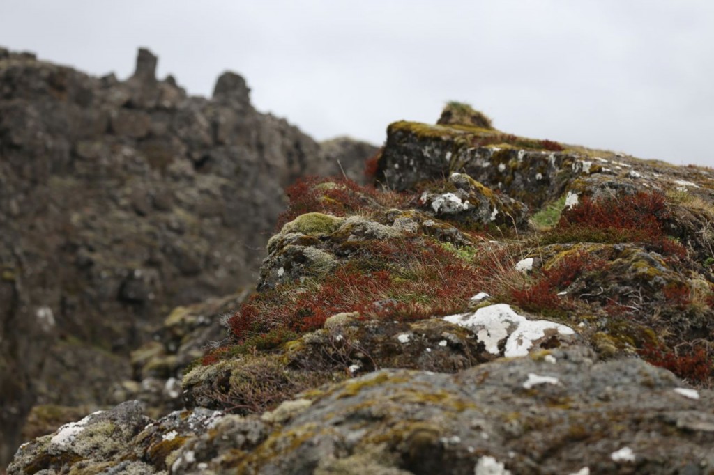 Moss on Thingvellir wall