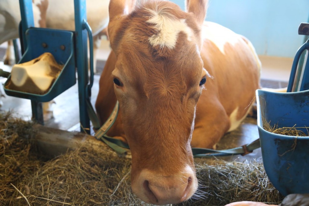 A friendly Vogafjos cow