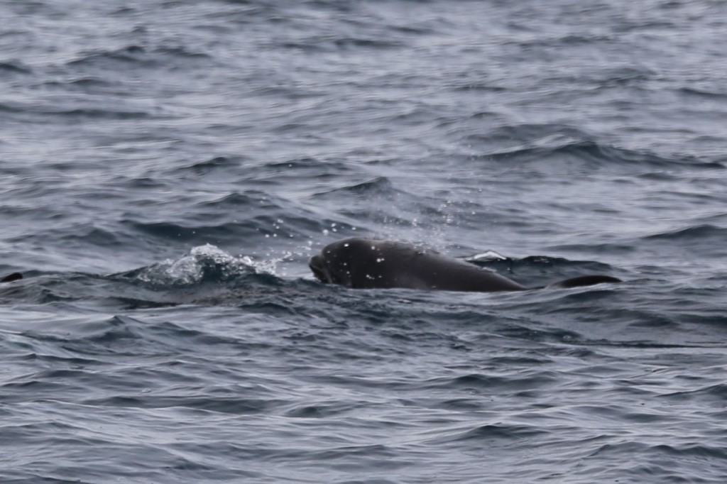 White-beaked dolphin