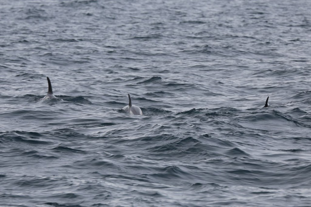 White-beaked dolphins