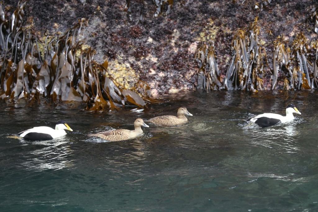 Eiders