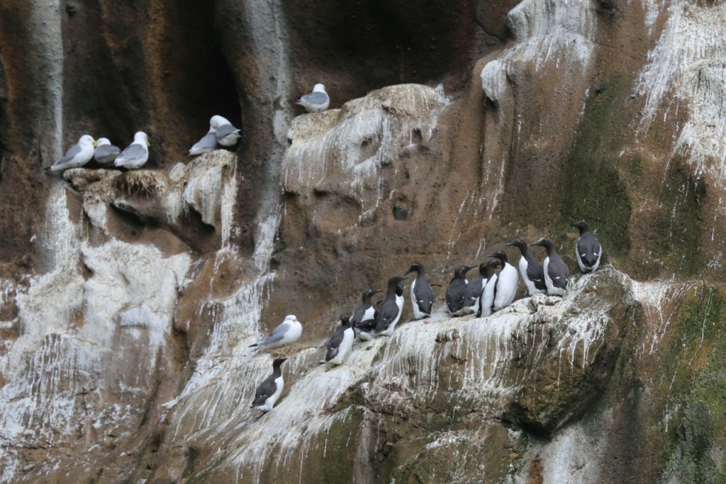 Gulls and Guillemots