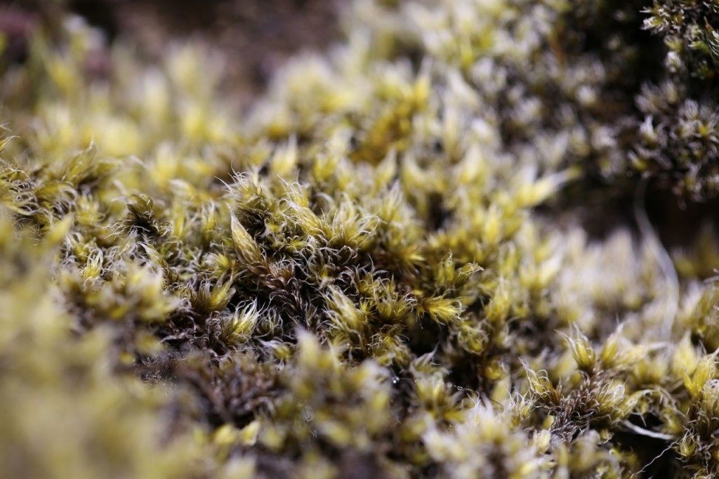 Lichen? Moss? It covers the volcanic rock