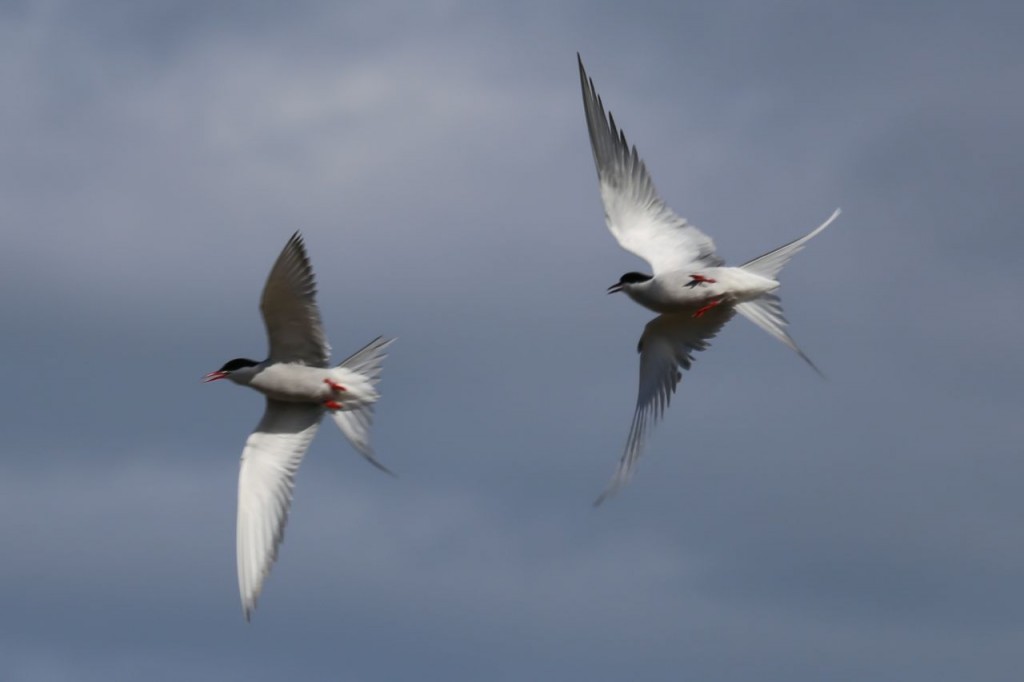 Arctic Terns