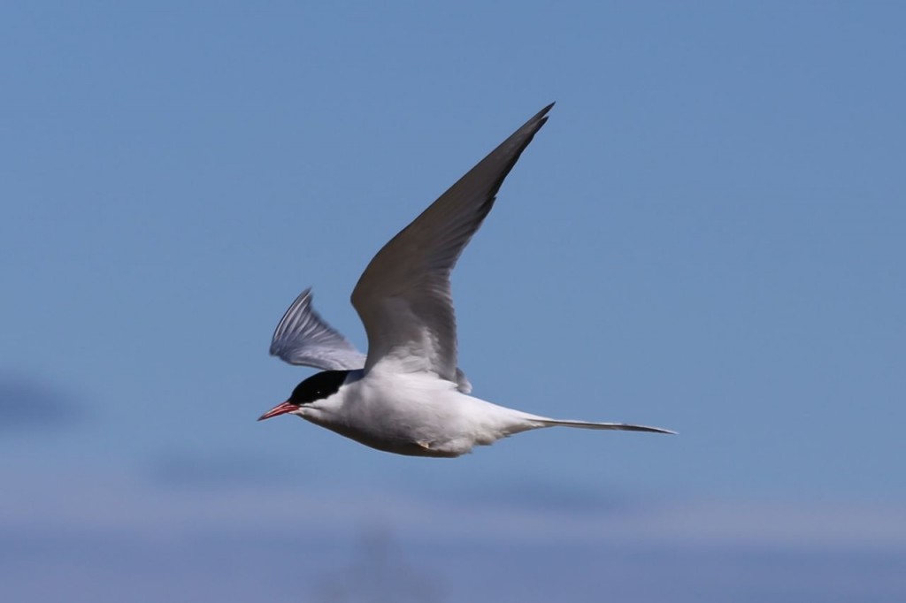 Arctic Tern