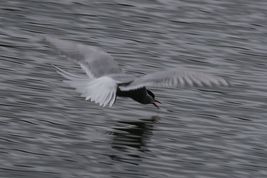 Arctic Tern