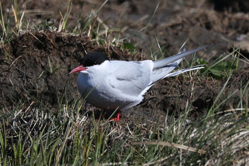 Arctic Tern