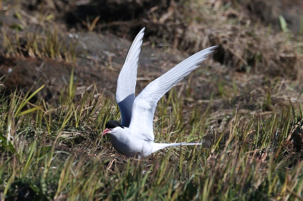 Arctic Tern