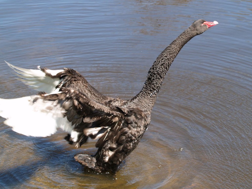 Black Swan, Torrens River Park, Adelaide, South Australia, Australia, October 4, 2010