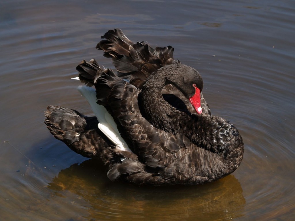 Black Swan, Torrens River Park, Adelaide, South Australia, Australia, October 4, 2010