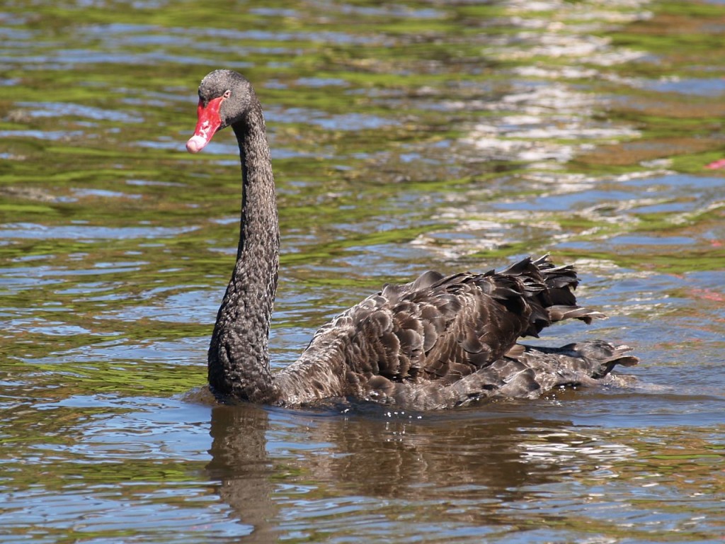Black Swan, Torrens River Park, Adelaide, South Australia, Australia, October 4, 2010