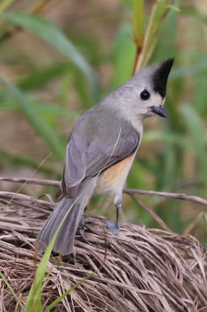 Black-crested Titmouse, 281 Rest Area, Falfurrias, Texas, USA, December 29, 2013