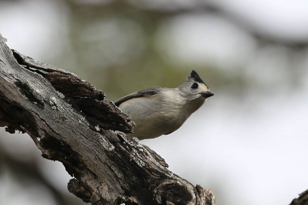 Black-crested Titmouse, 281 Rest Area, Falfurrias, Texas, USA, December 29, 2013