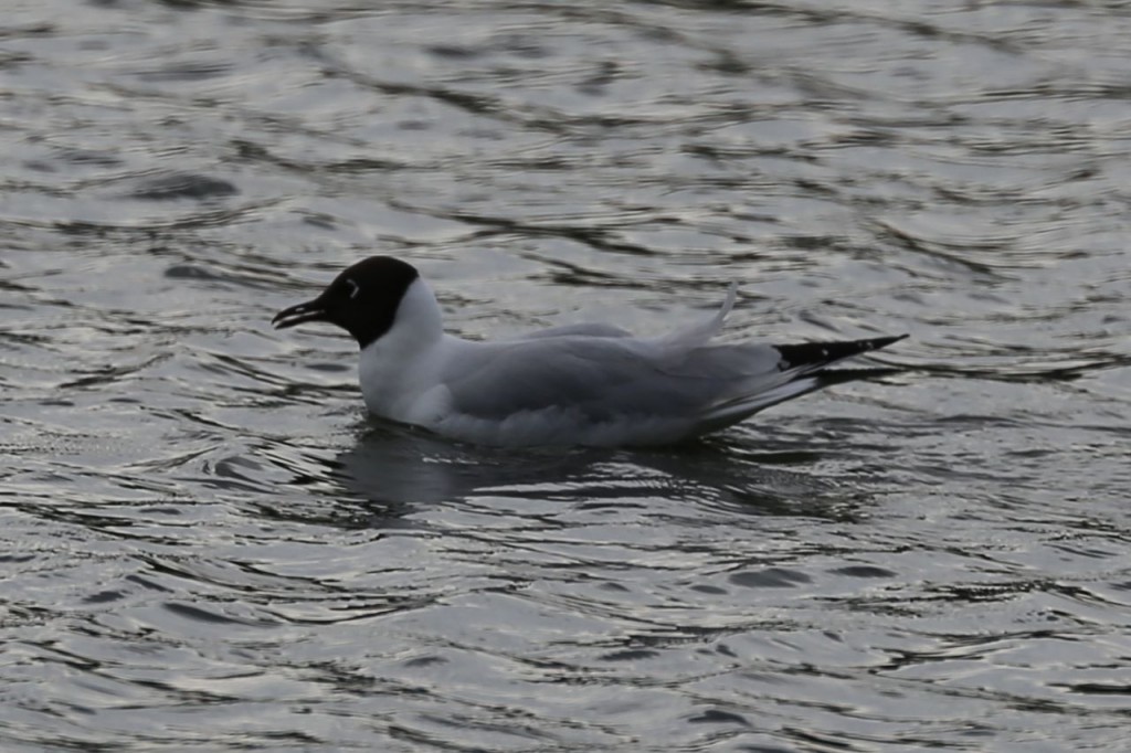 Black-headed Gull