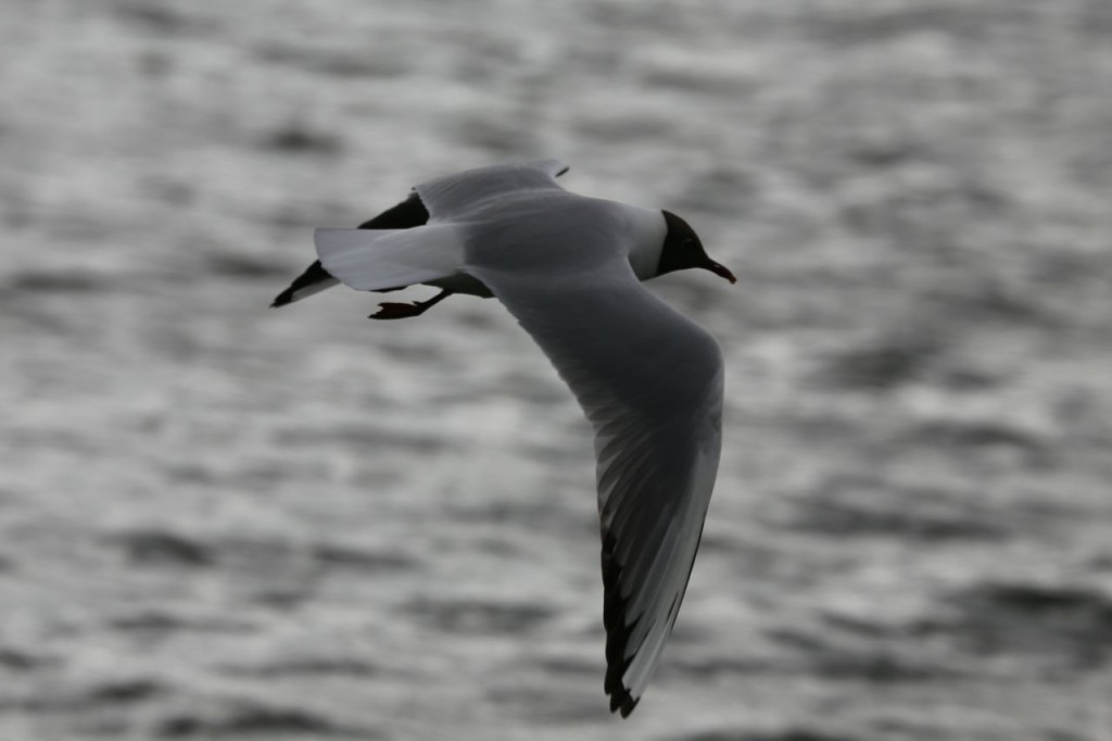 Black-headed Gull