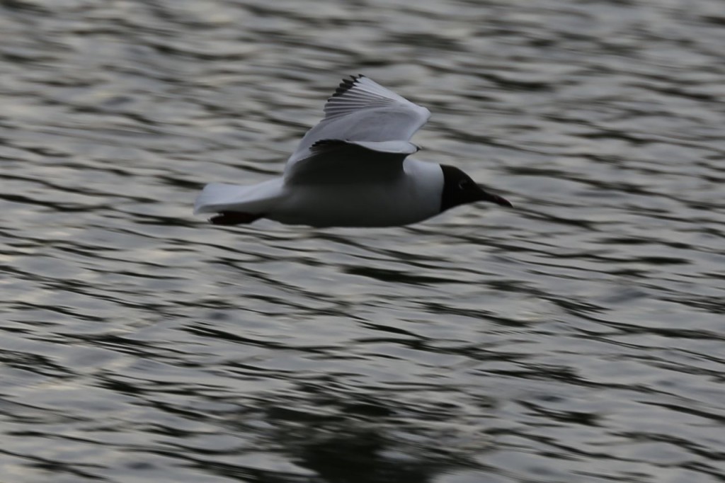 Black-headed Gull