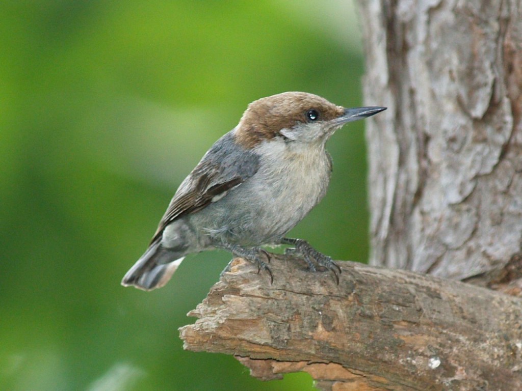 Brown-headed Nuthatch, Chapel Hill, North Carolina, USA, May 23, 2009